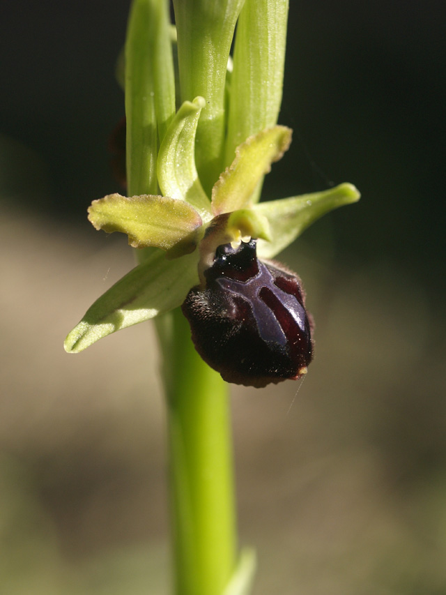 ophrys passionis